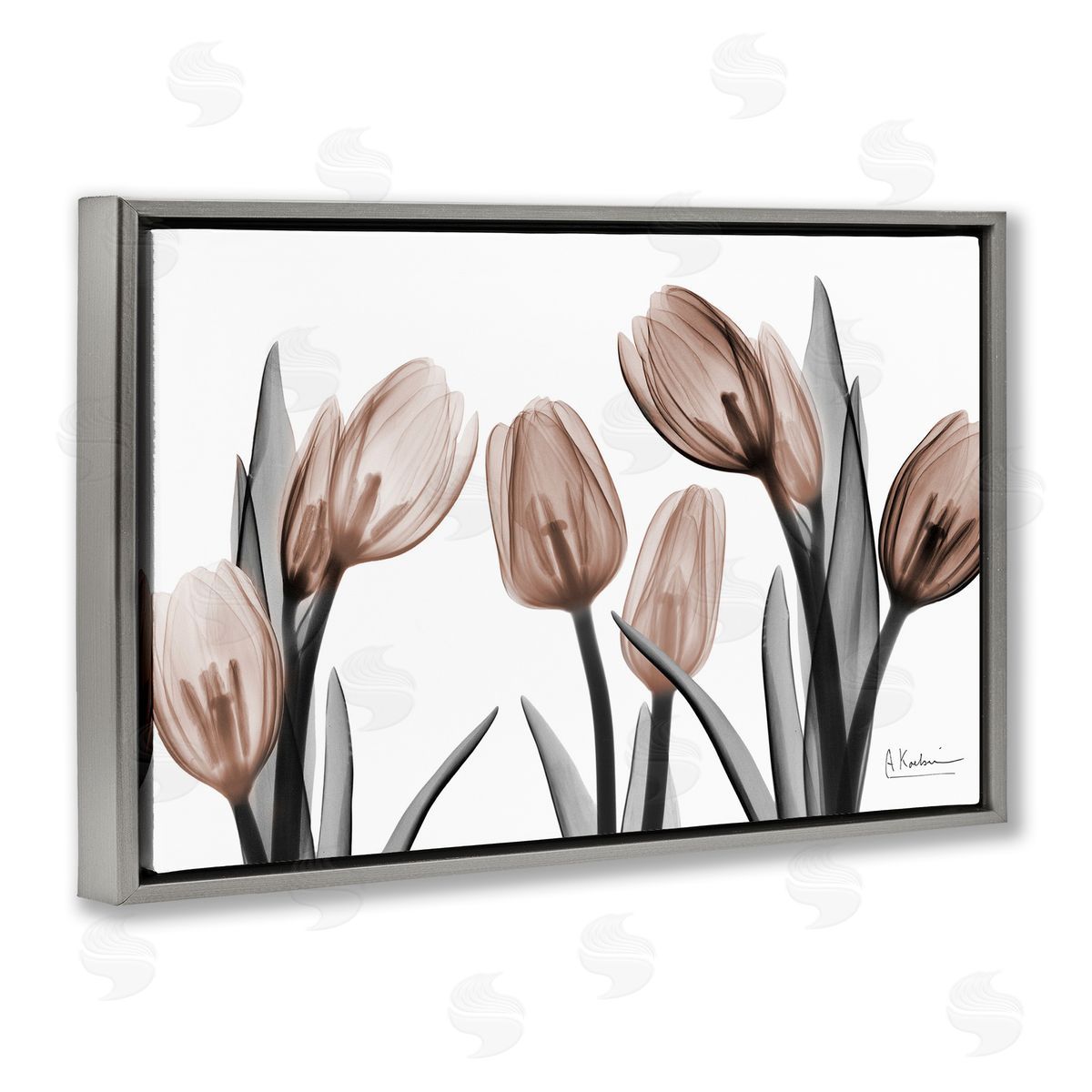Albert Koetsier | Mocha & Discovery Tulips
