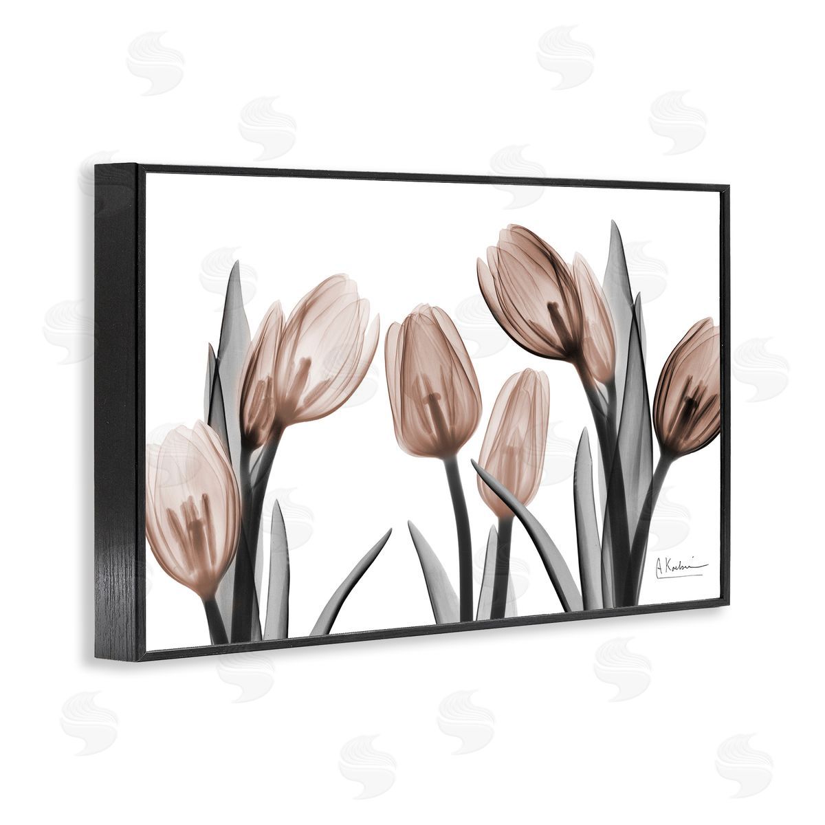 Albert Koetsier | Mocha & Discovery Tulips