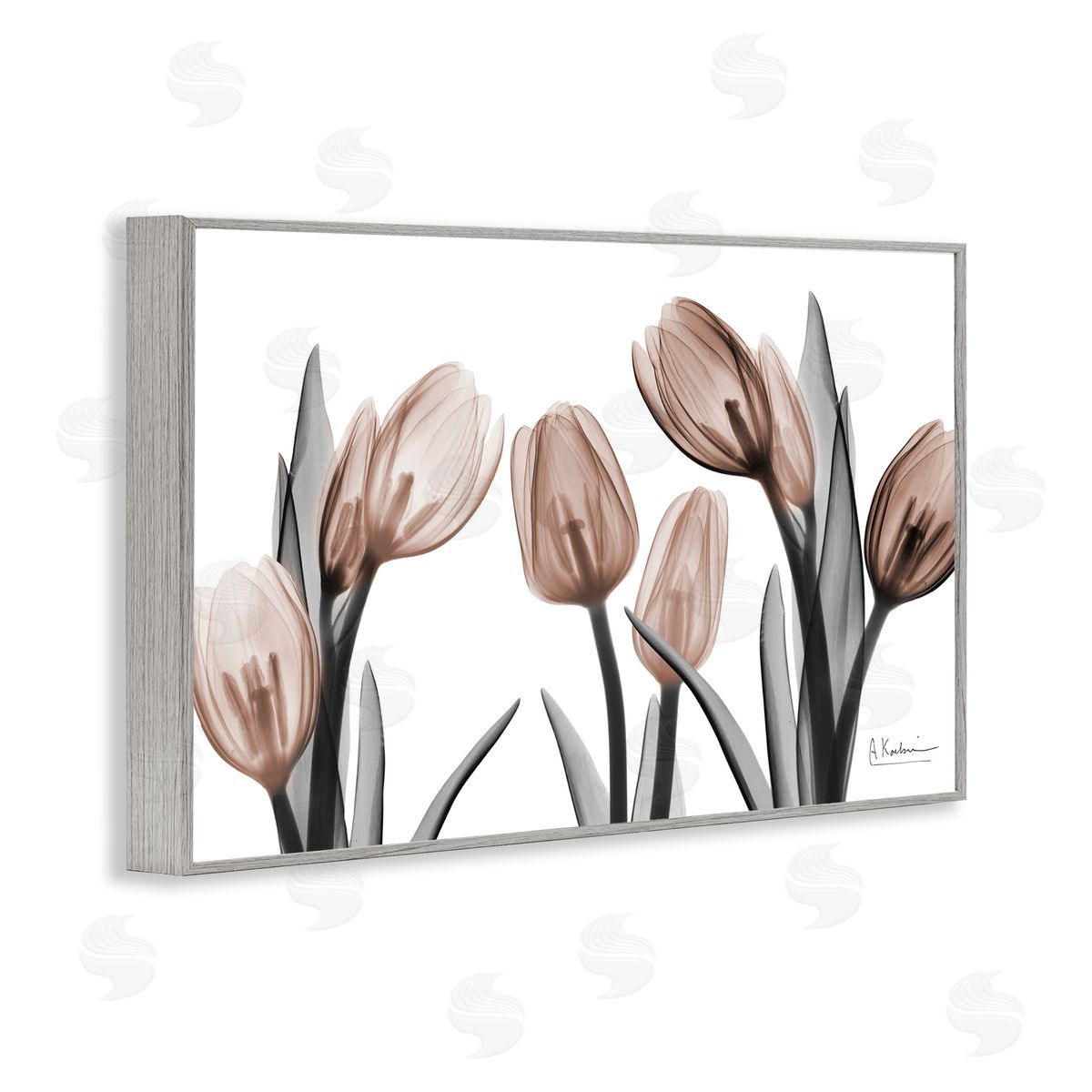 Albert Koetsier | Mocha & Discovery Tulips