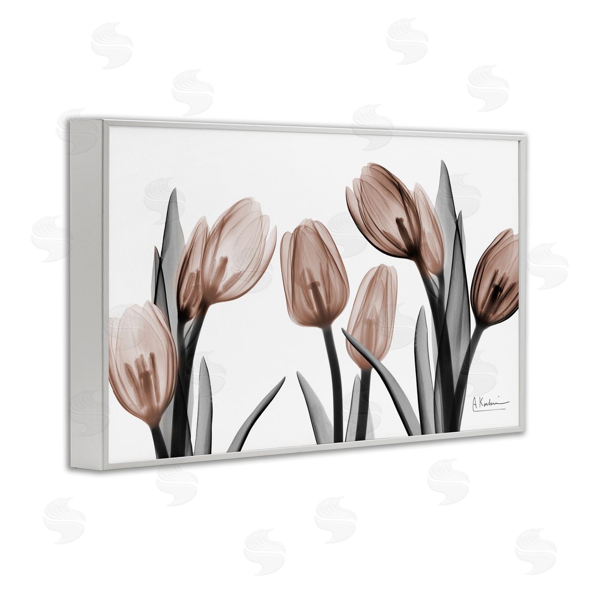 Albert Koetsier | Mocha & Discovery Tulips