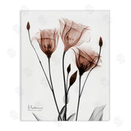 Albert Koetsier | Minimal Translucent Tulips