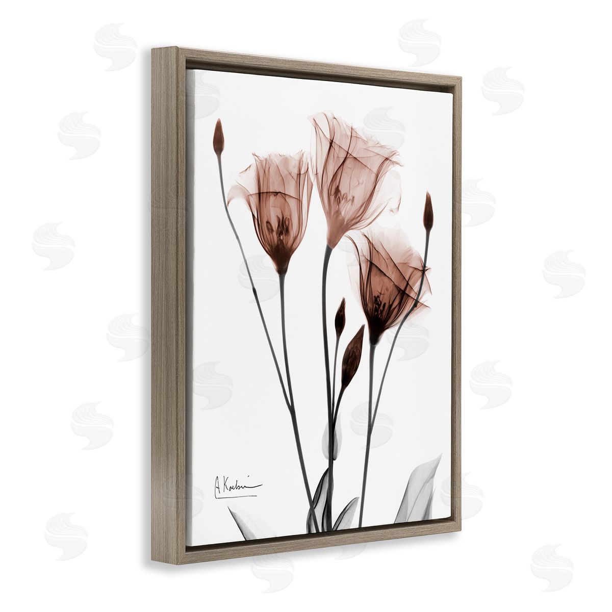 Albert Koetsier | Minimal Translucent Tulips