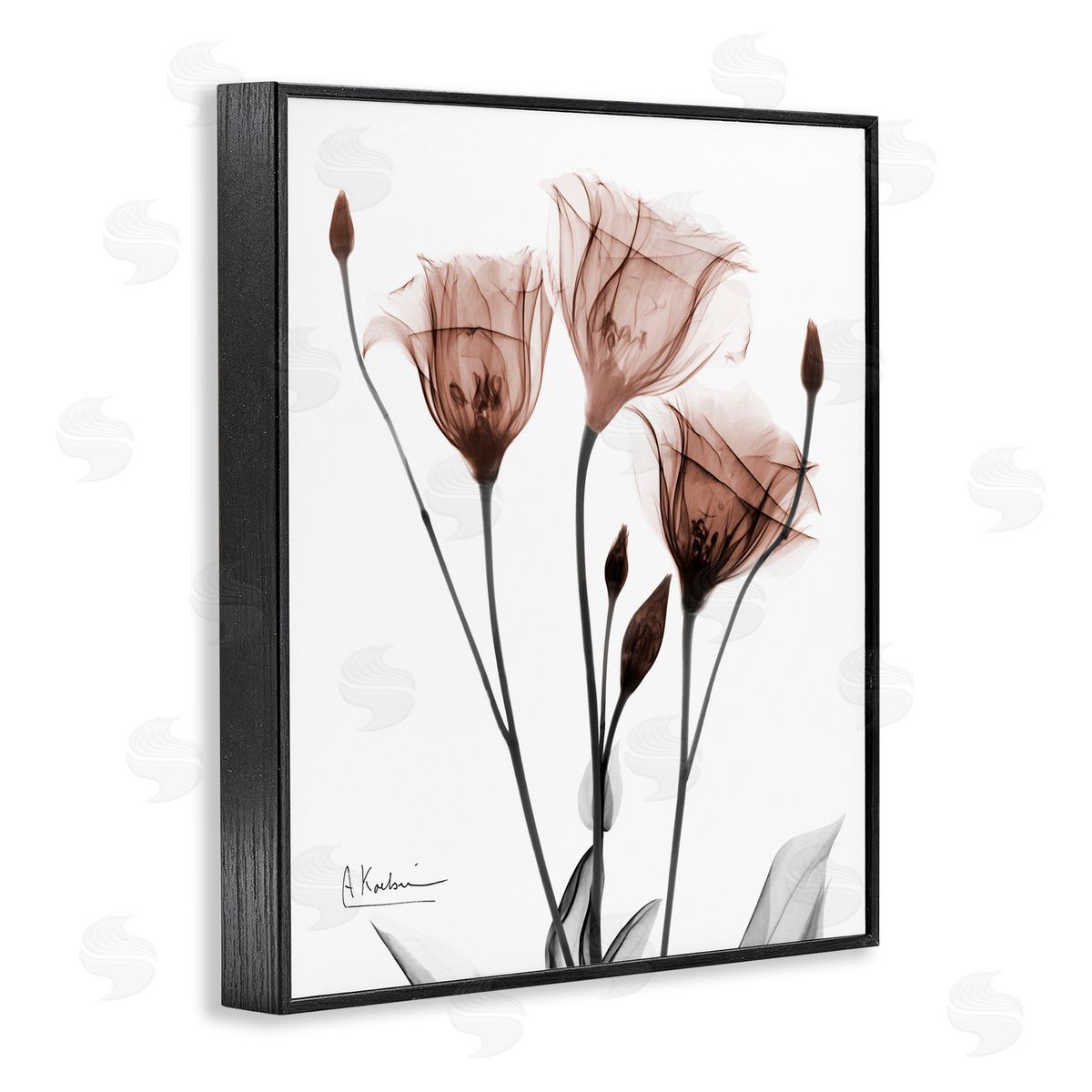 Albert Koetsier | Minimal Translucent Tulips