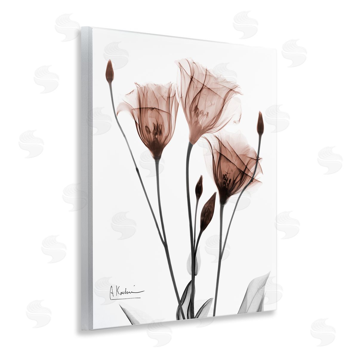 Albert Koetsier | Minimal Translucent Tulips