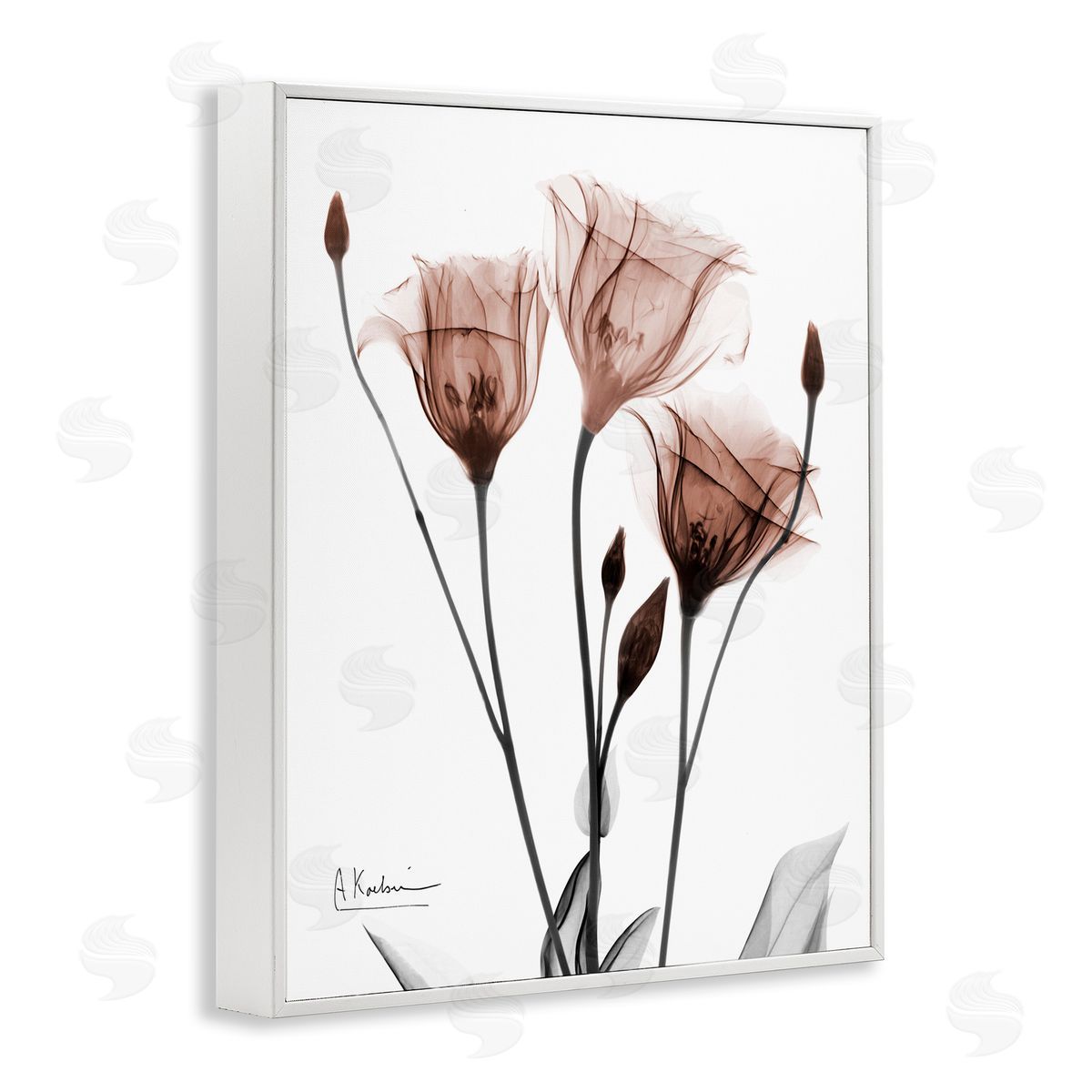 Albert Koetsier | Minimal Translucent Tulips