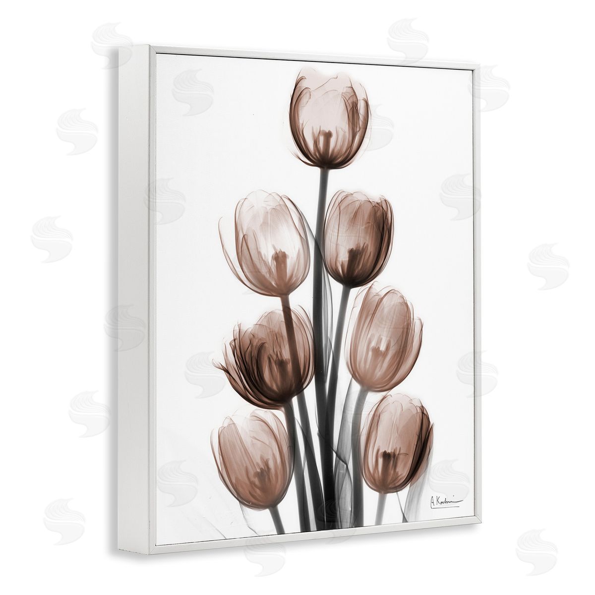 Albert Koetsier | Delightful Mocha Tulips
