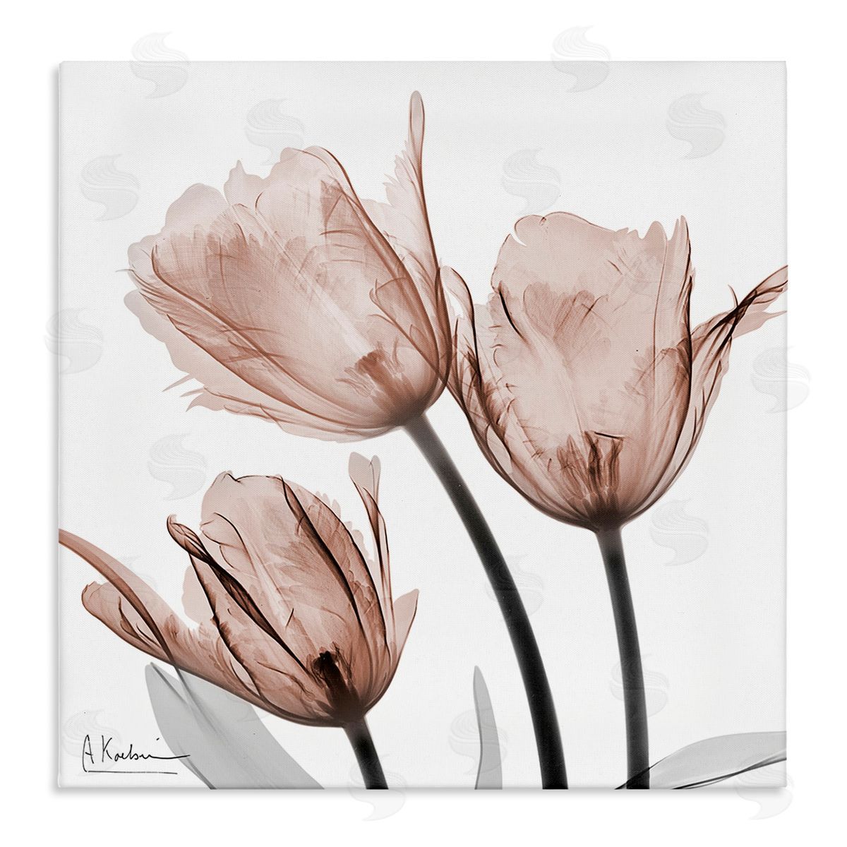 Albert Koetsier | Mocha Tulips Trio
