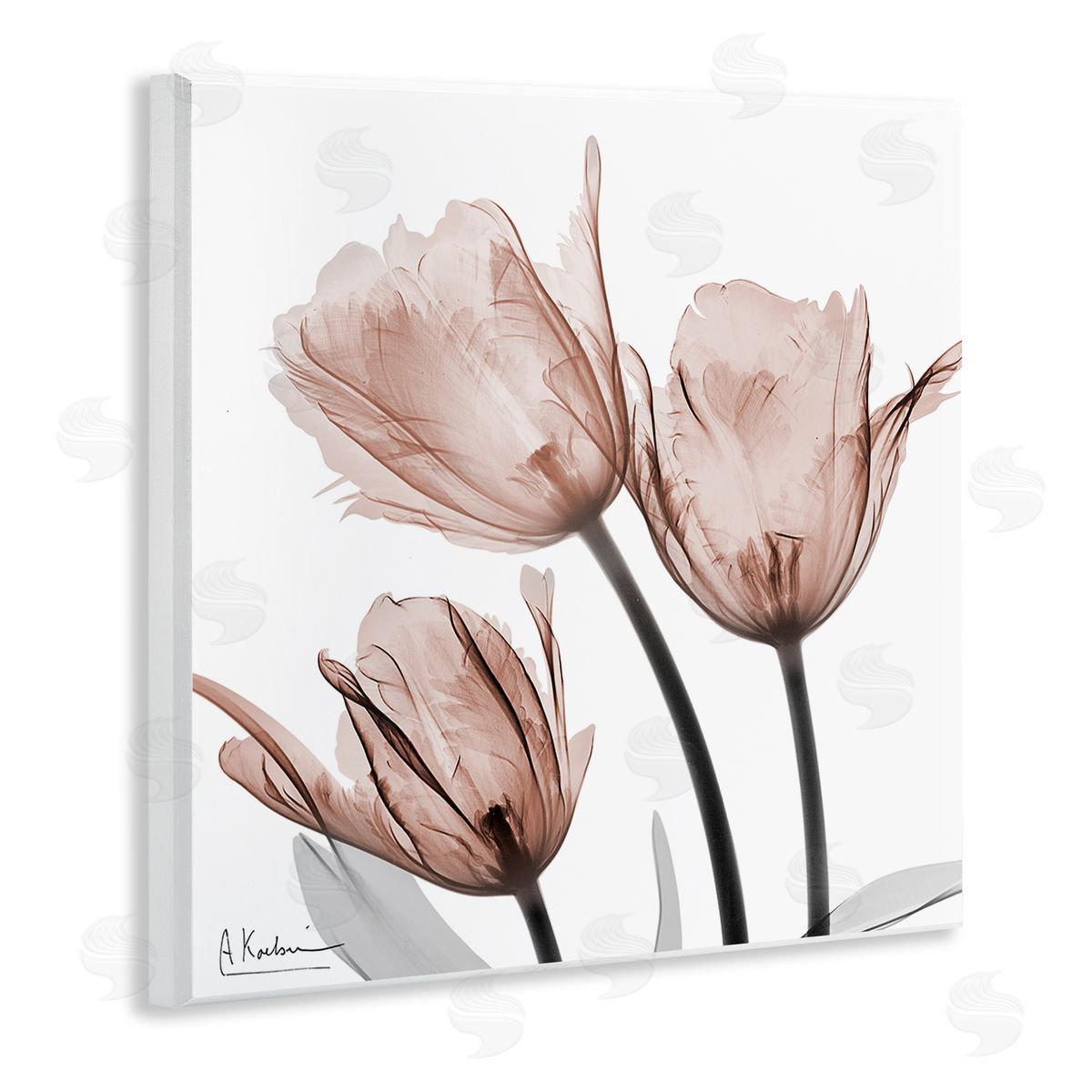 Albert Koetsier | Mocha Tulips Trio