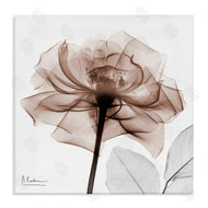 Albert Koetsier | Minimal Mocha Rose