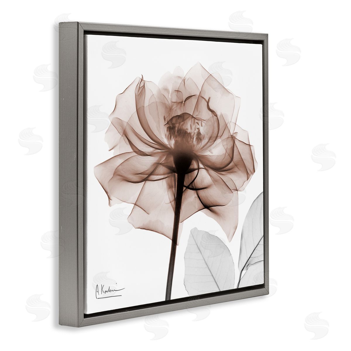 Albert Koetsier | Minimal Mocha Rose