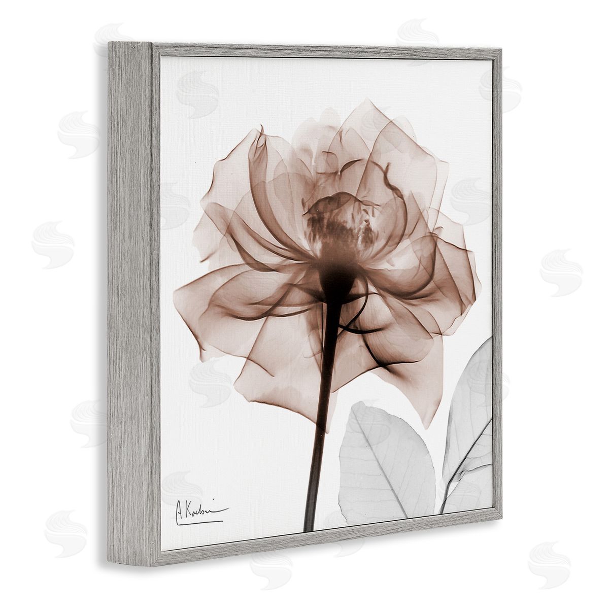 Albert Koetsier | Minimal Mocha Rose