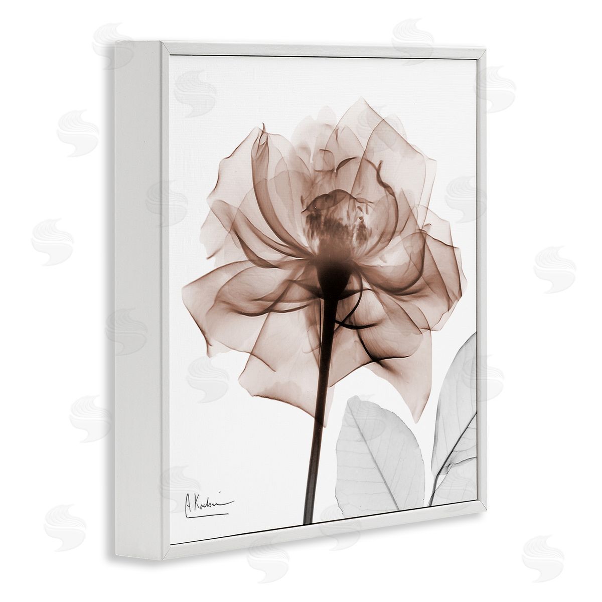 Albert Koetsier | Minimal Mocha Rose