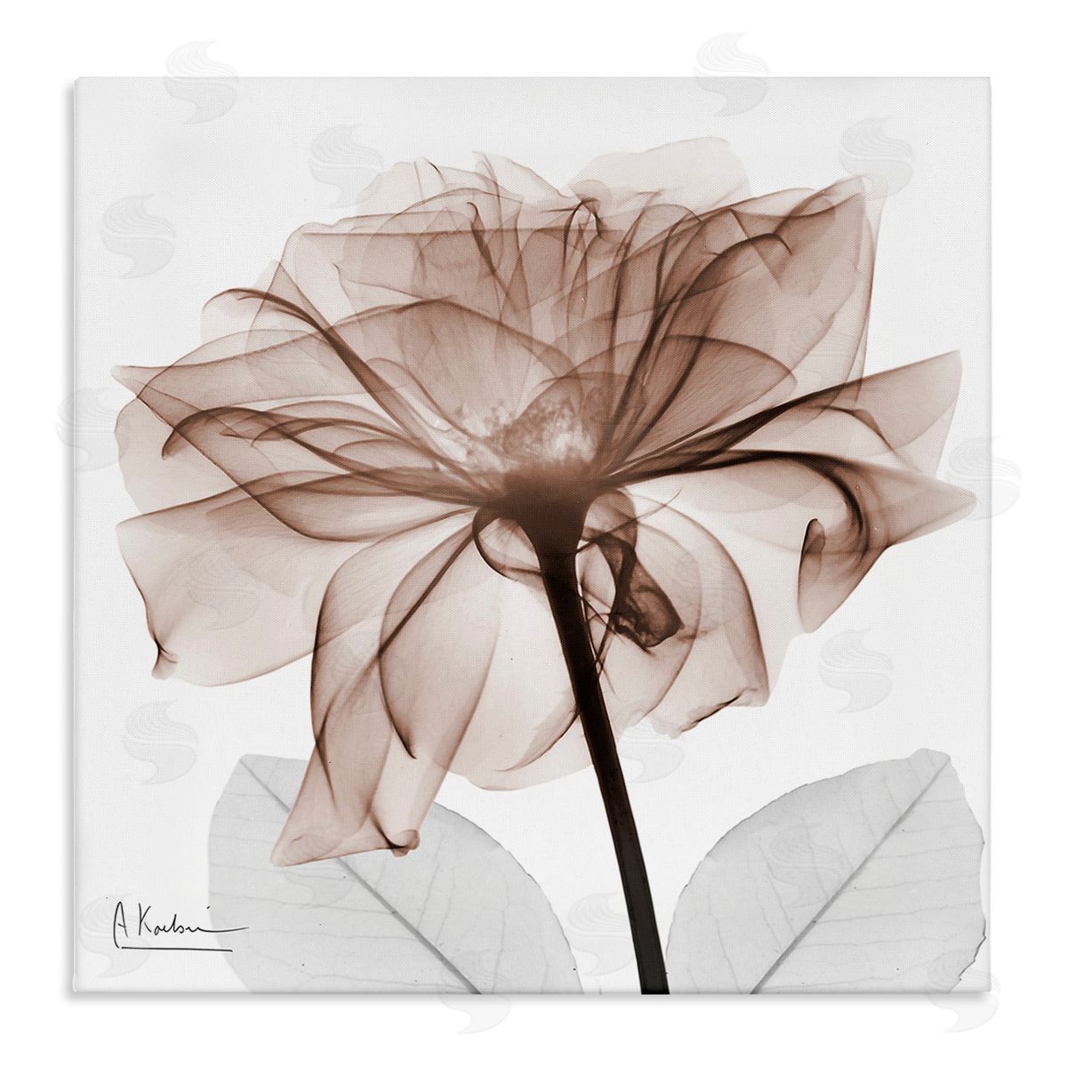 Albert Koetsier | Opaque Rose Blossom