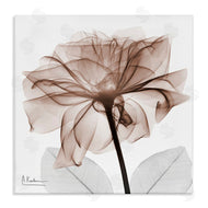 Albert Koetsier | Opaque Rose Blossom