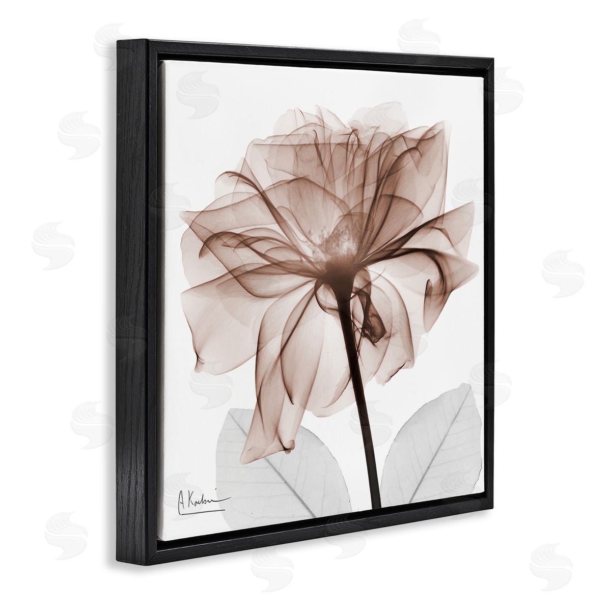 Albert Koetsier | Opaque Rose Blossom