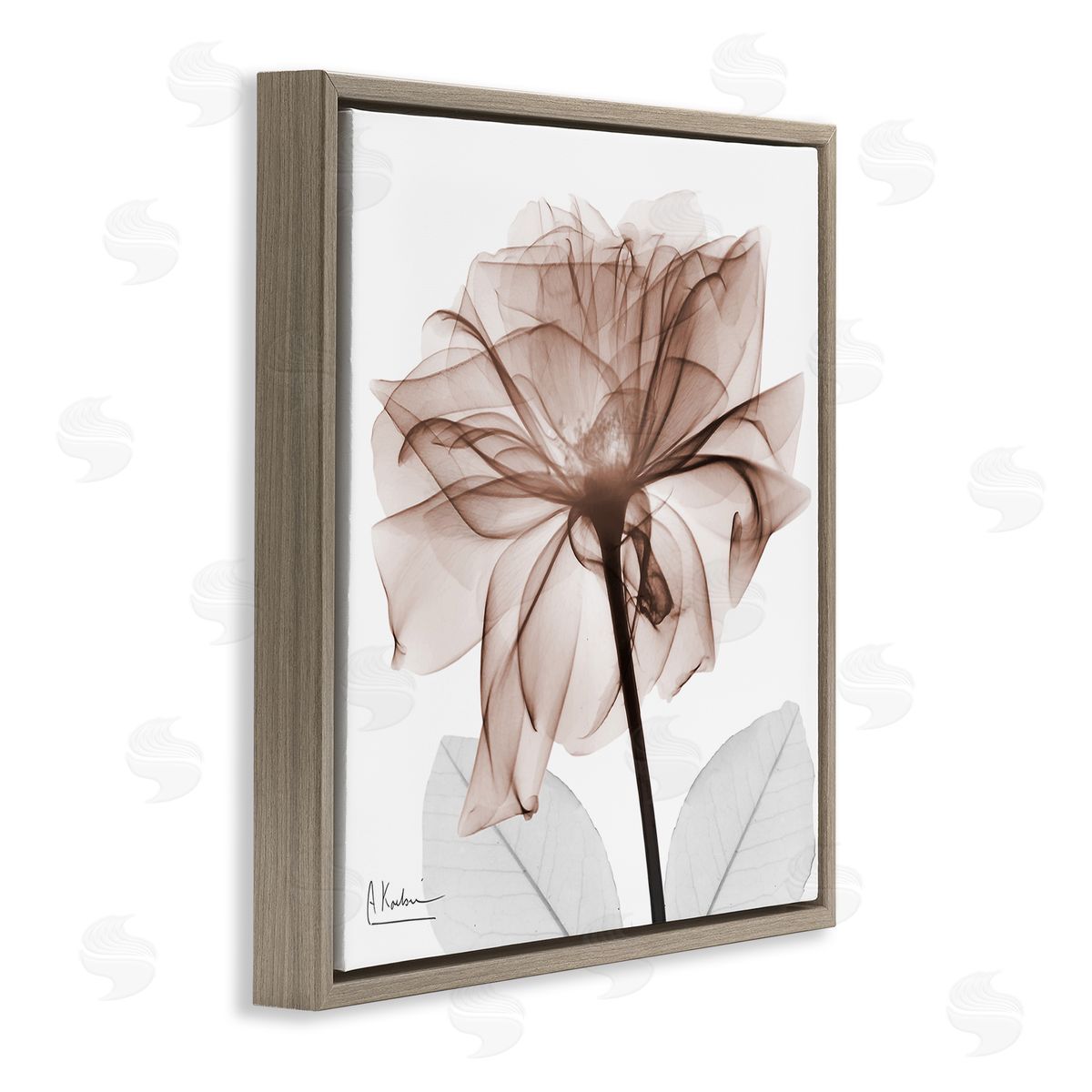 Albert Koetsier | Opaque Rose Blossom