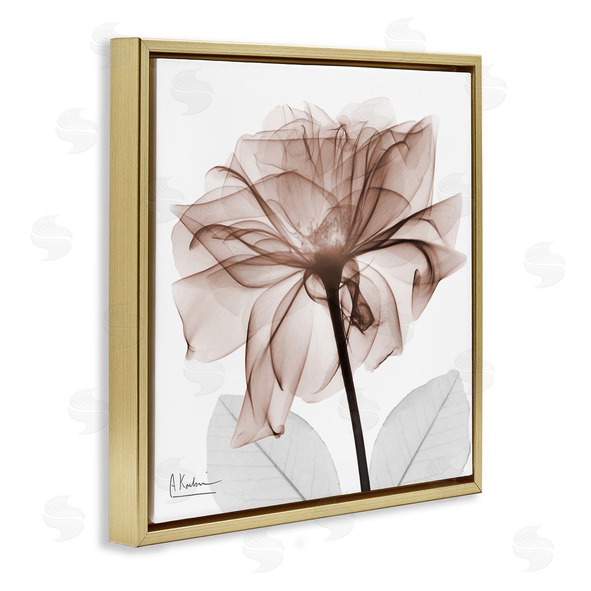 Albert Koetsier | Opaque Rose Blossom