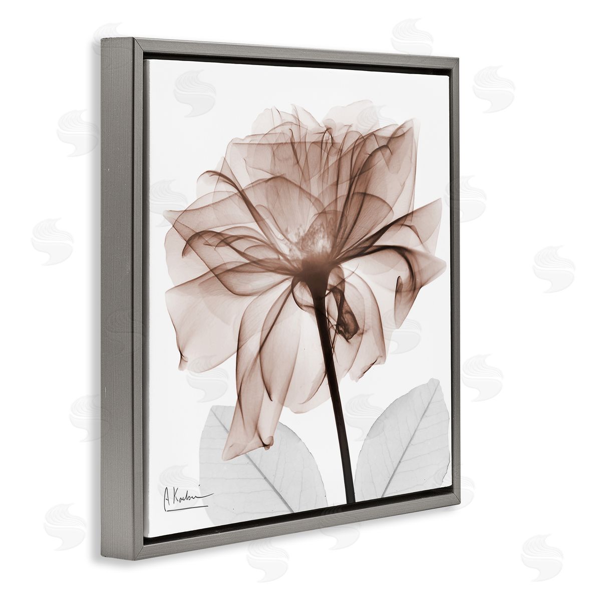 Albert Koetsier | Opaque Rose Blossom