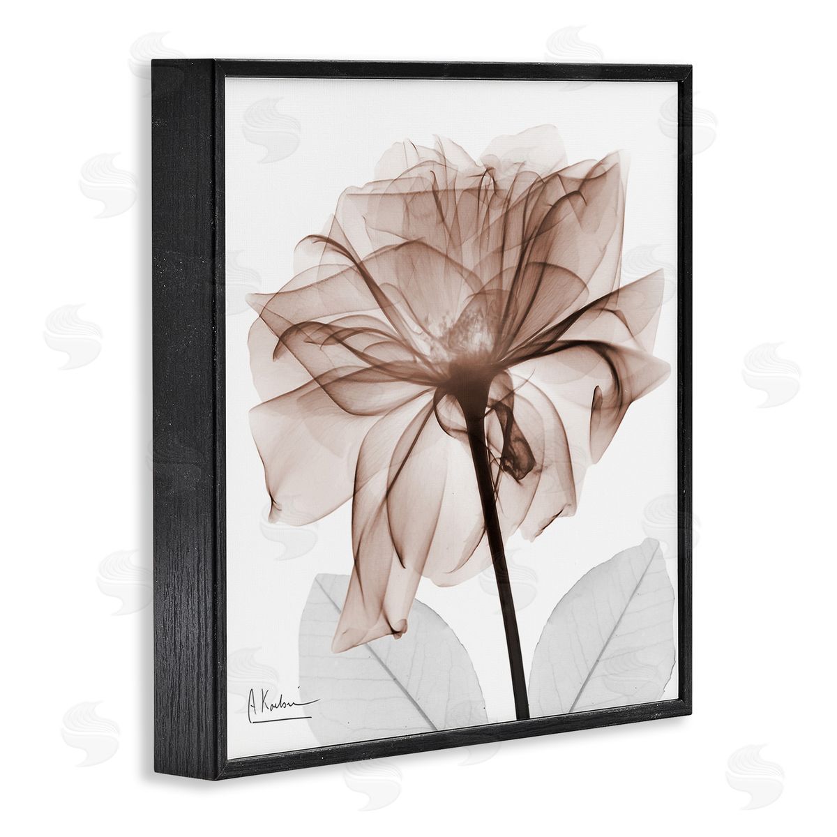 Albert Koetsier | Opaque Rose Blossom