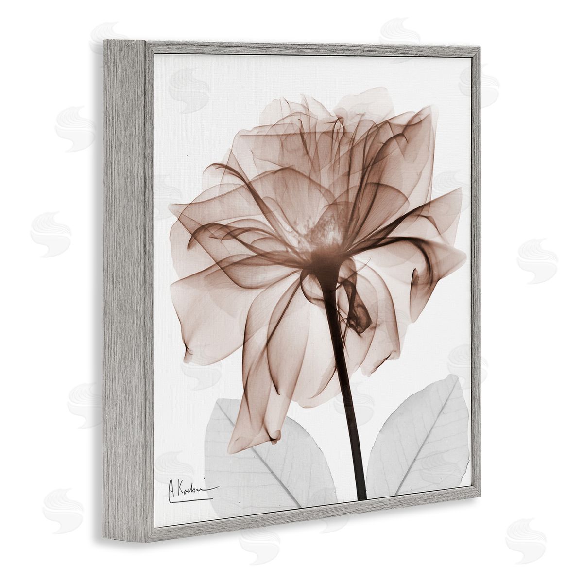 Albert Koetsier | Opaque Rose Blossom