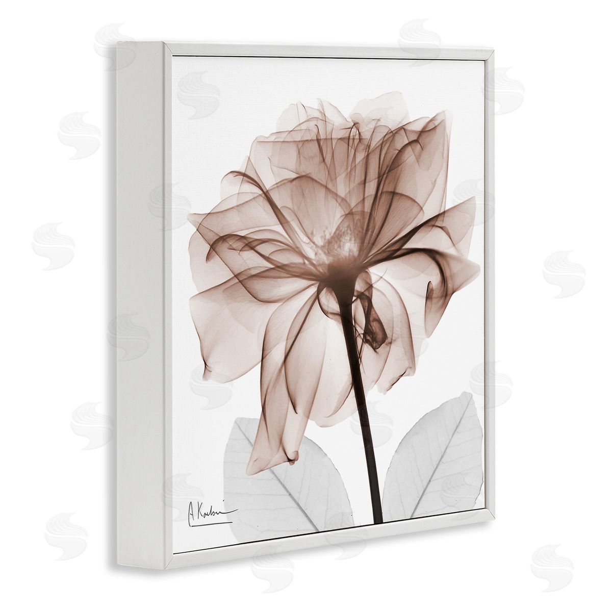 Albert Koetsier | Opaque Rose Blossom