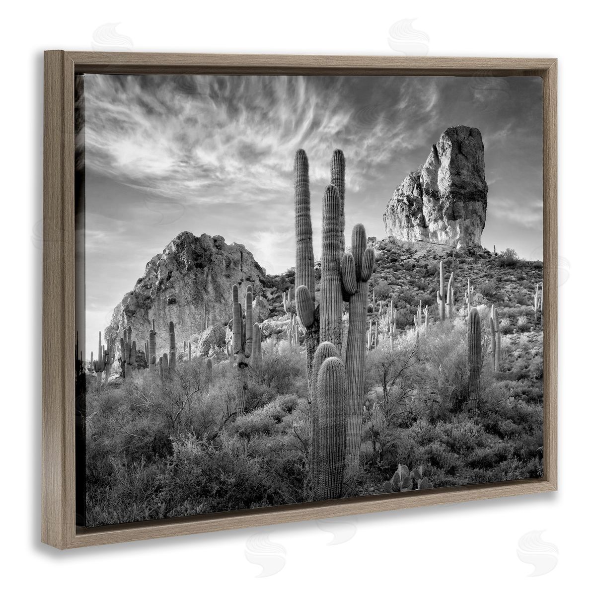 David Drost | Looming Cacti & Canyon View