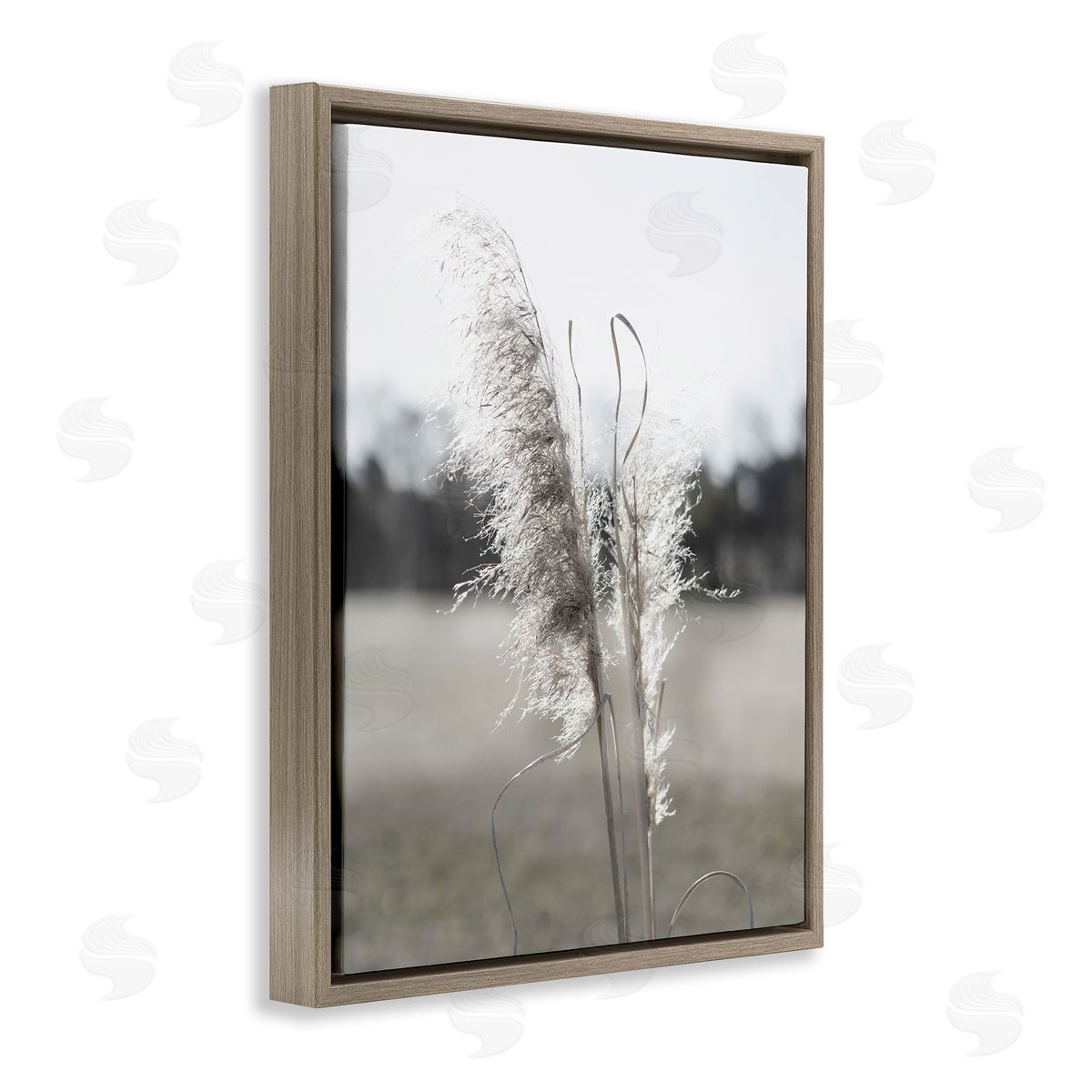 Jason Johnson | Close Up Wheat Sprig