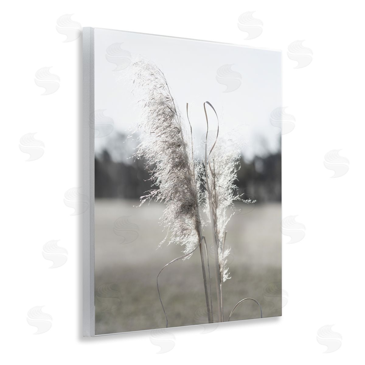 Jason Johnson | Close Up Wheat Sprig