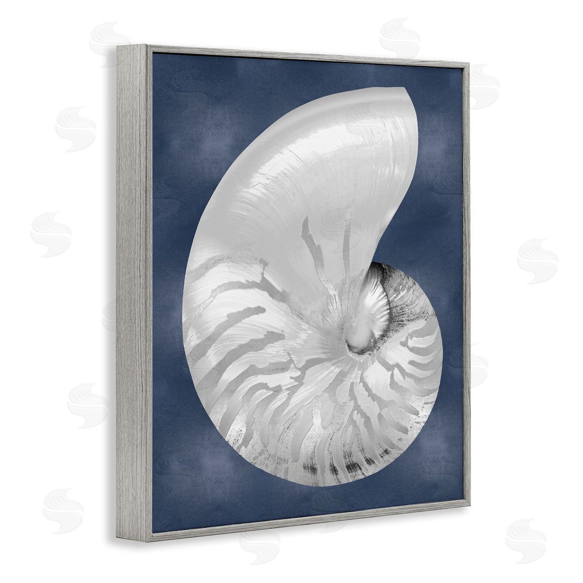 Caroline Kelly | Striped Nautilus on Blue