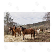 PIDDIX | Horse Family Grazing Land