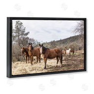 PIDDIX | Horse Family Grazing Land