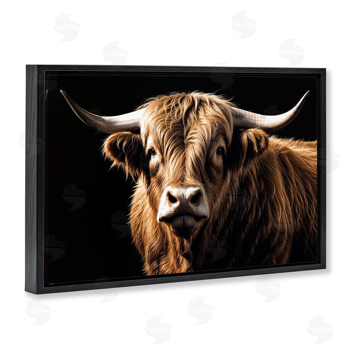 Susan Arnot | Bold Contrast Cattle Portrait