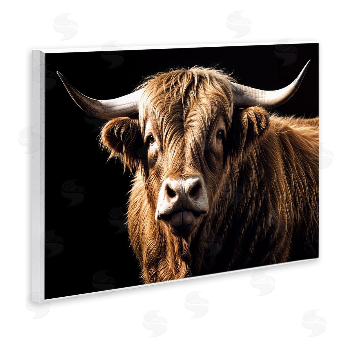 Susan Arnot | Bold Contrast Cattle Portrait