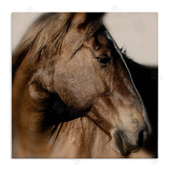 Danita Delimont | Elegant Brown Horse Close Up