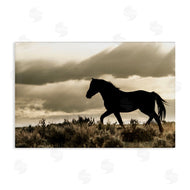 Danita Delimont | Silhouette of Horse Roaming
