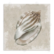 Conrad Knutsen | Conch Shell over Vintage Pattern