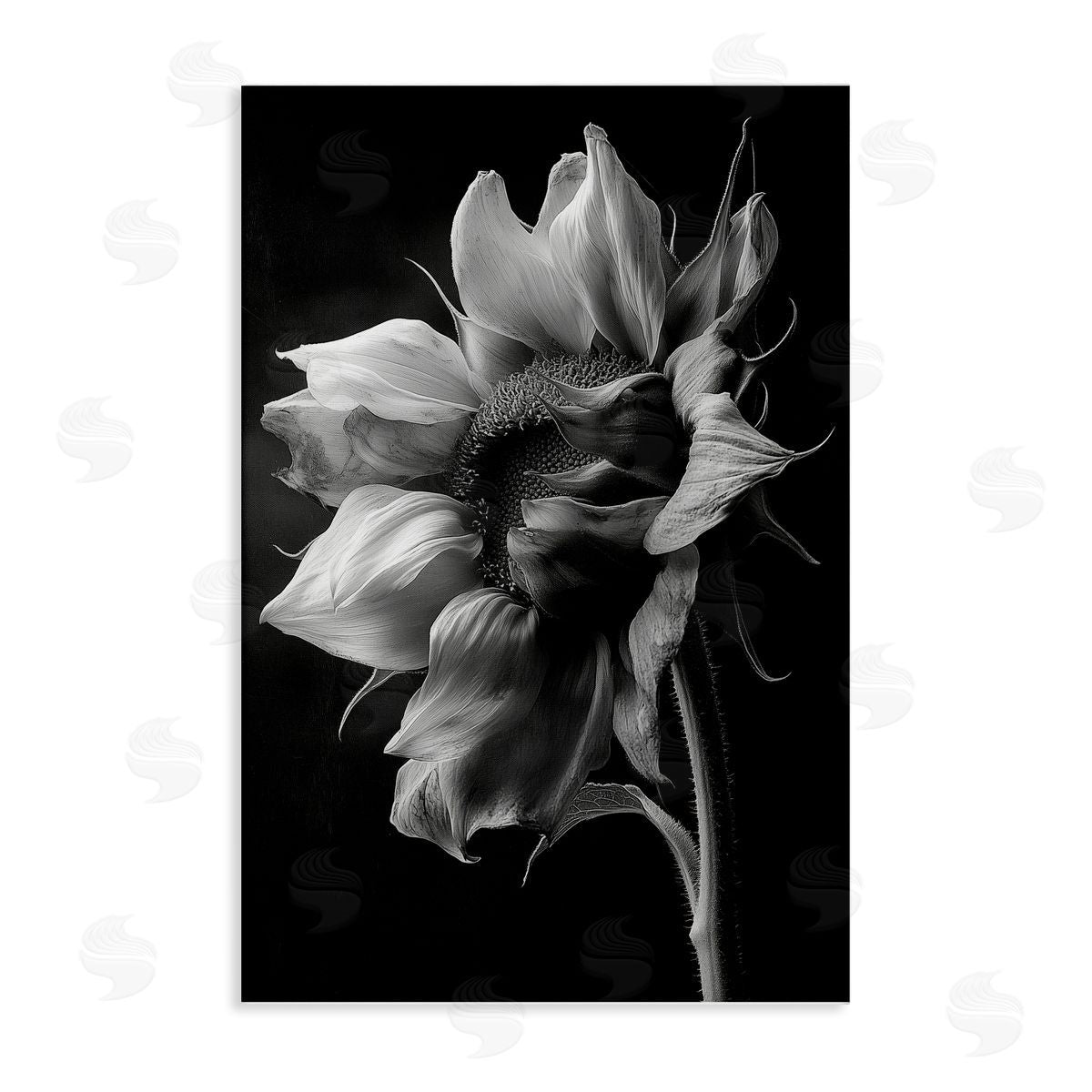 Annabelle Hall | Stark Contrast Sunflower Blossom