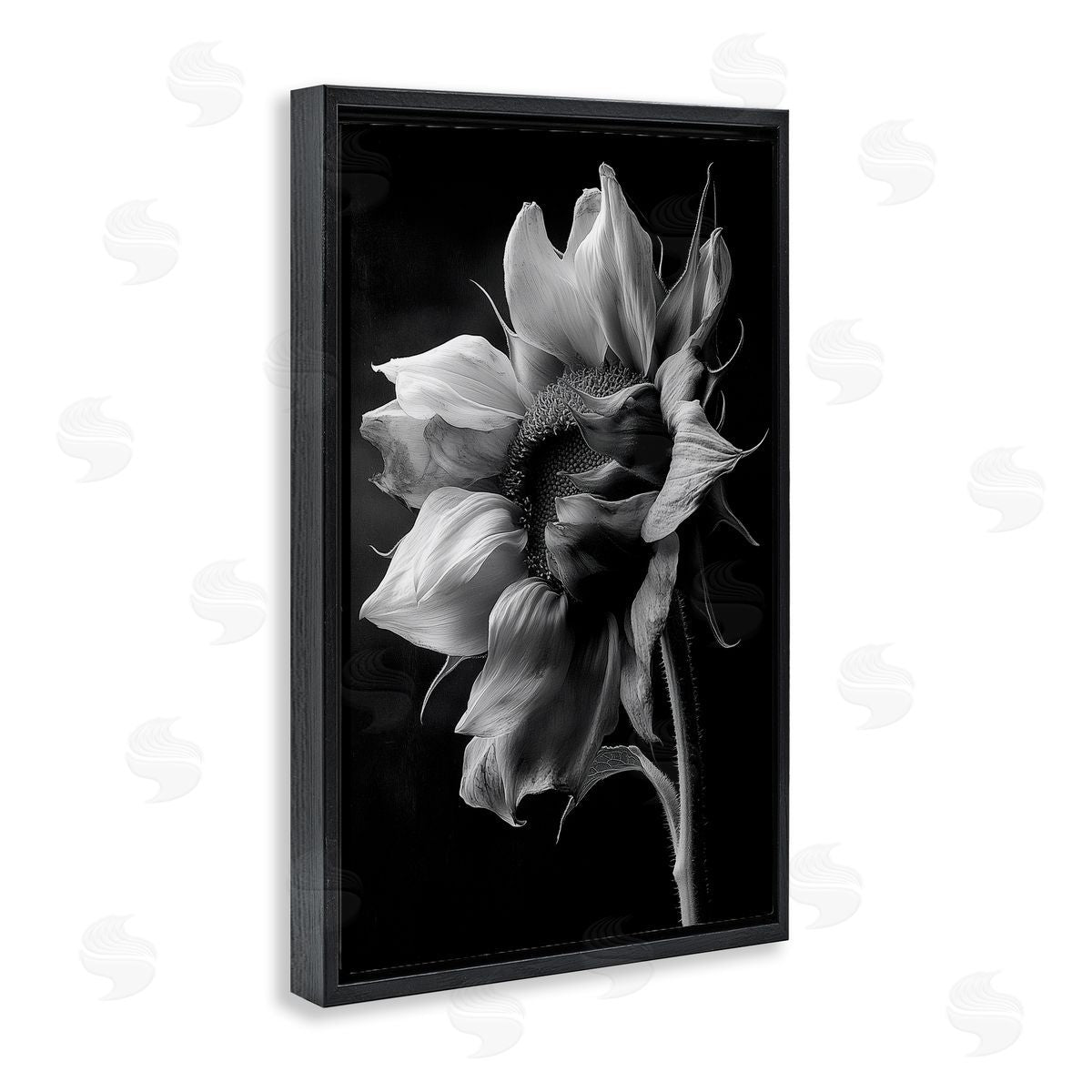 Annabelle Hall | Stark Contrast Sunflower Blossom