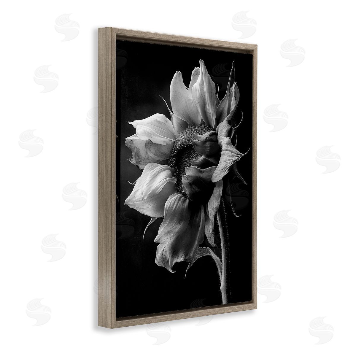Annabelle Hall | Stark Contrast Sunflower Blossom