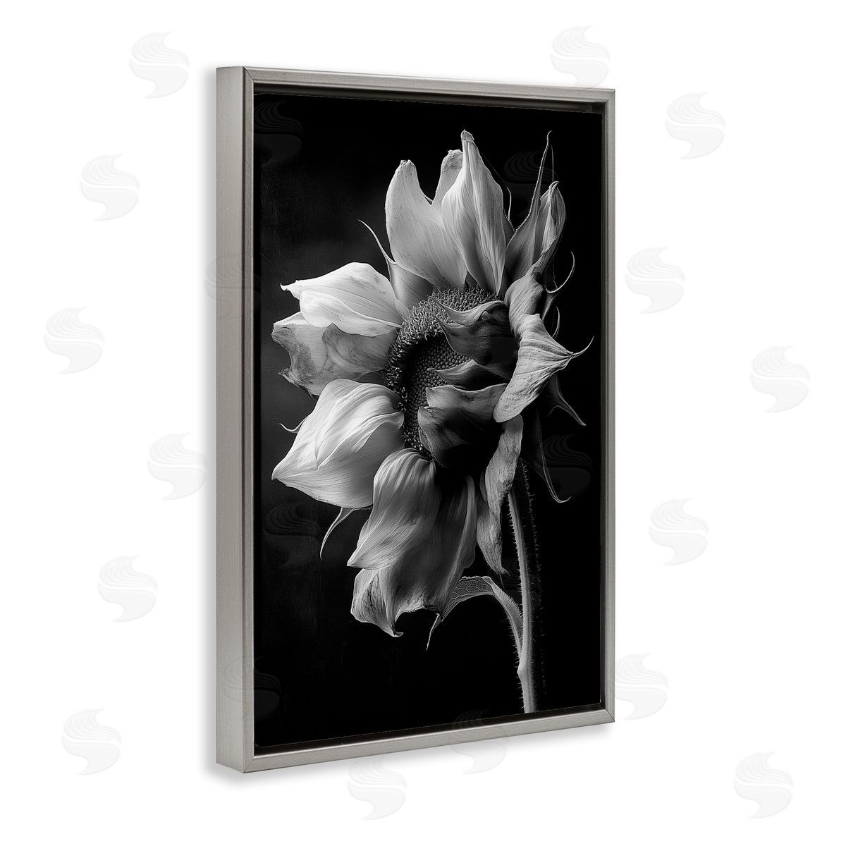 Annabelle Hall | Stark Contrast Sunflower Blossom