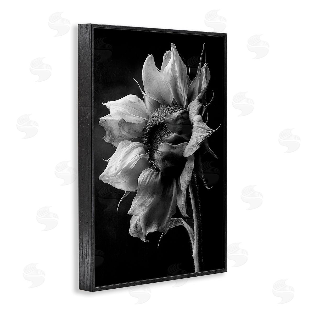 Annabelle Hall | Stark Contrast Sunflower Blossom