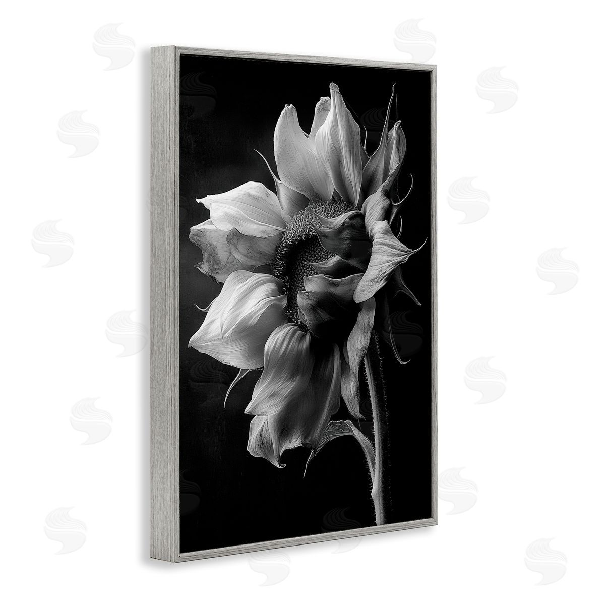 Annabelle Hall | Stark Contrast Sunflower Blossom
