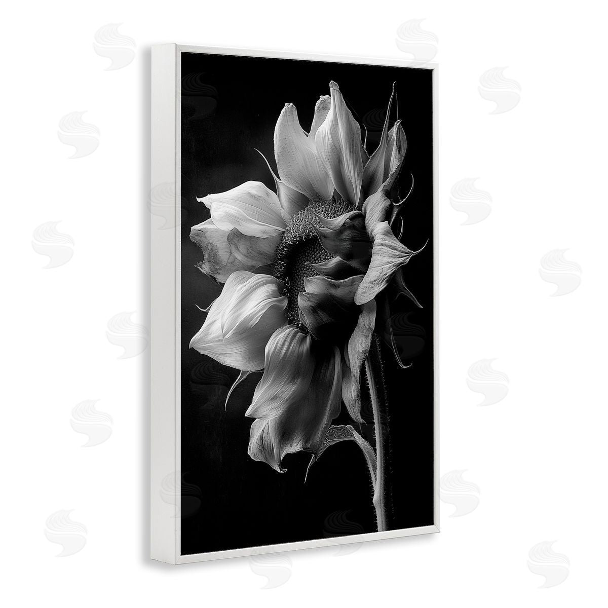 Annabelle Hall | Stark Contrast Sunflower Blossom
