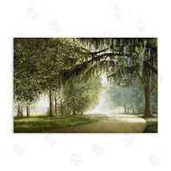 BRUCE NAWROCKE | Tree Canopy over Path
