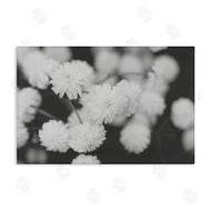 ANNA COPPEL | White Dahlias on Black