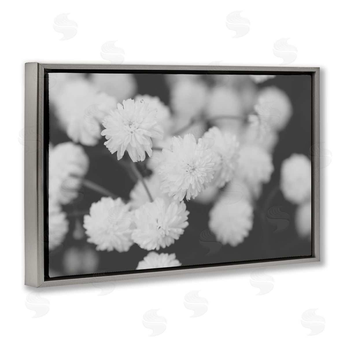 ANNA COPPEL | White Dahlias on Black