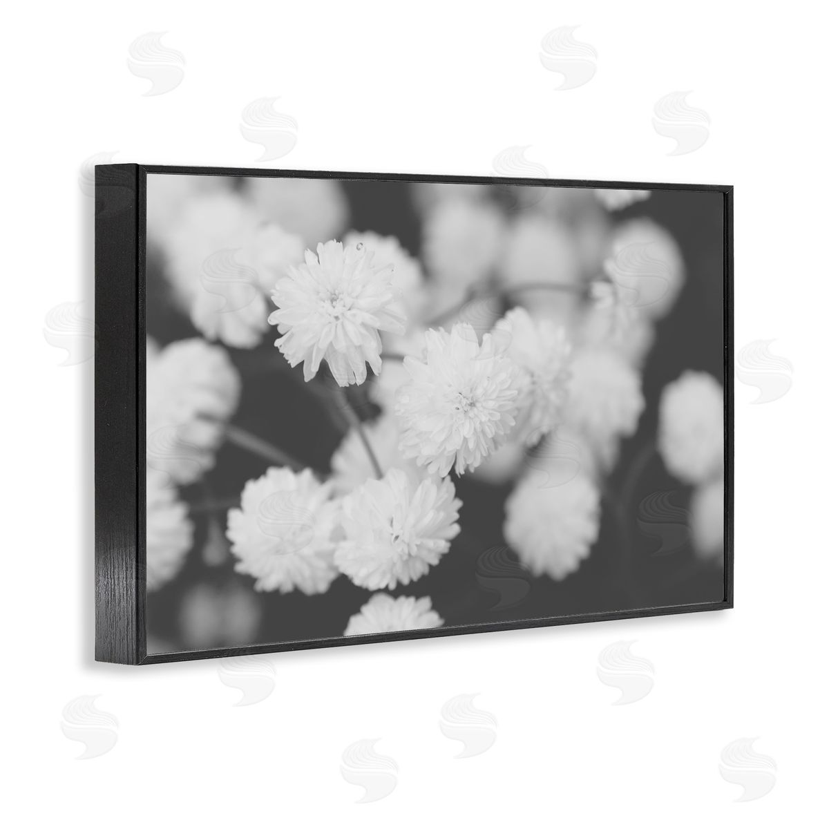 ANNA COPPEL | White Dahlias on Black