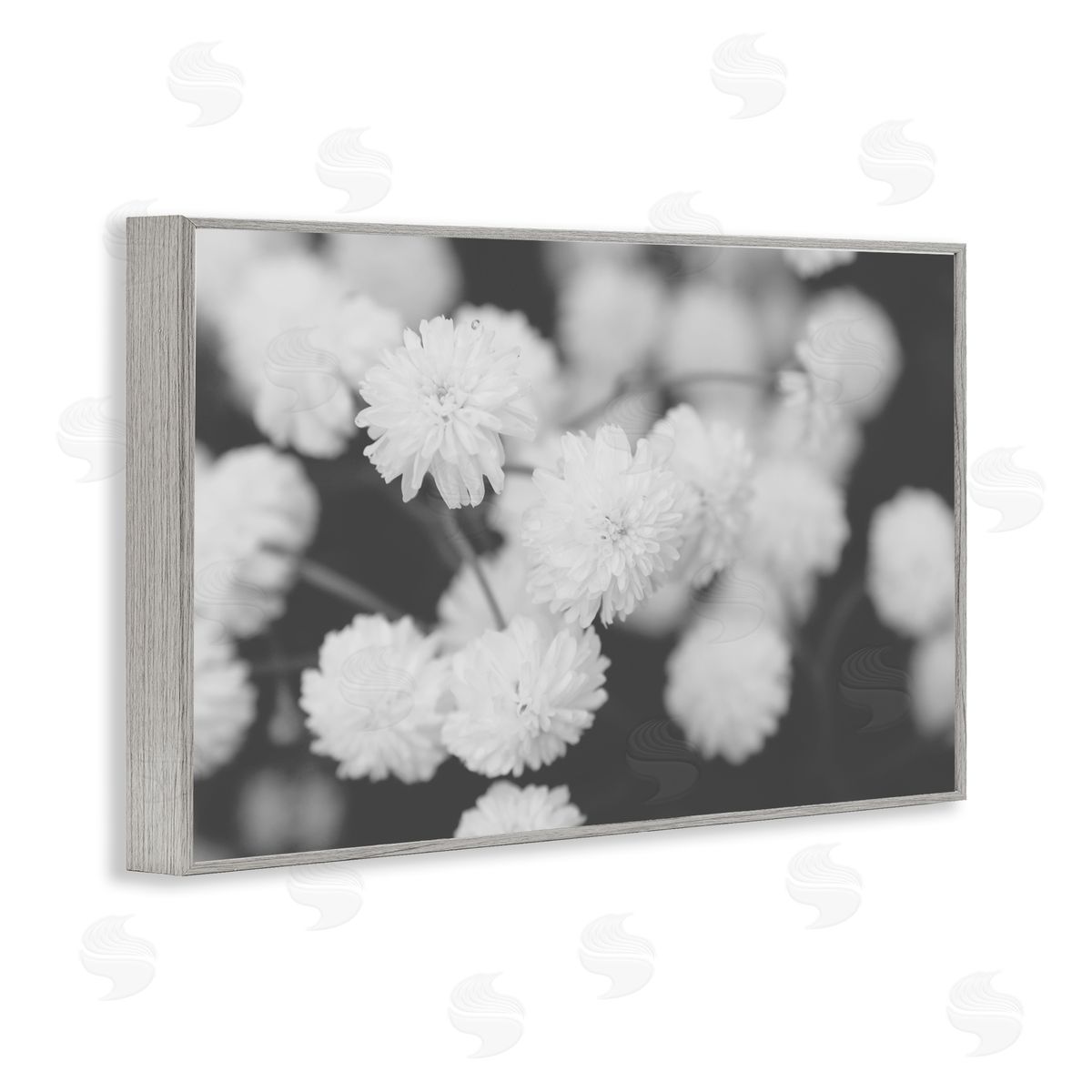 ANNA COPPEL | White Dahlias on Black