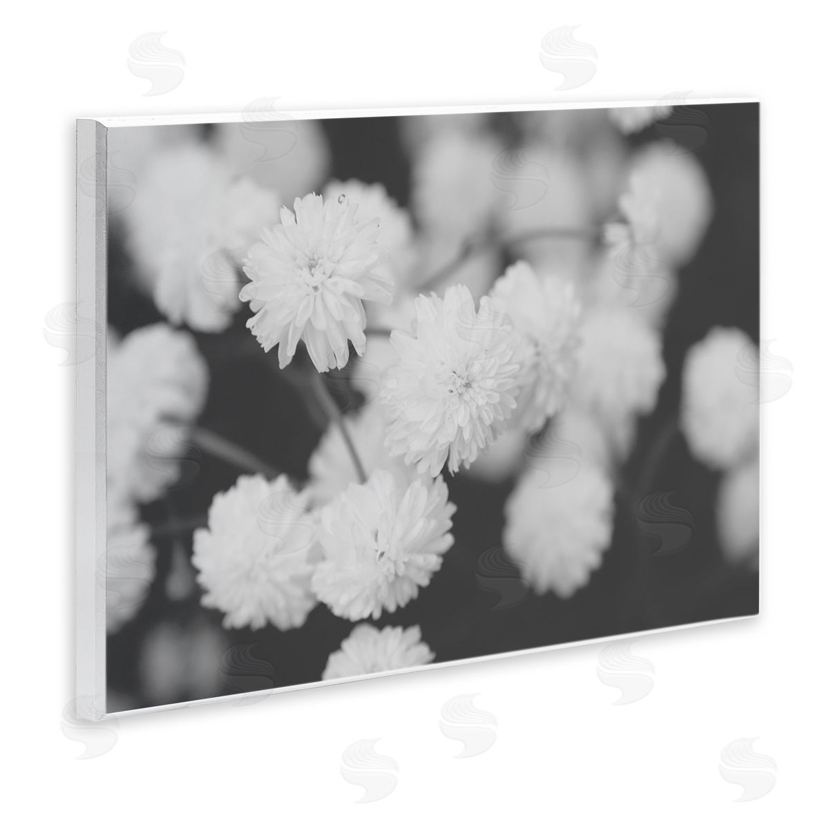 ANNA COPPEL | White Dahlias on Black