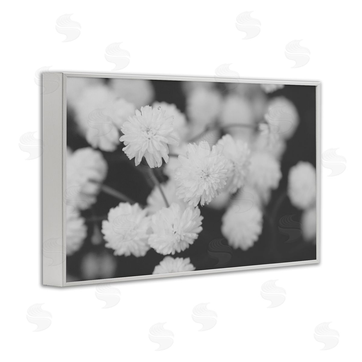 ANNA COPPEL | White Dahlias on Black